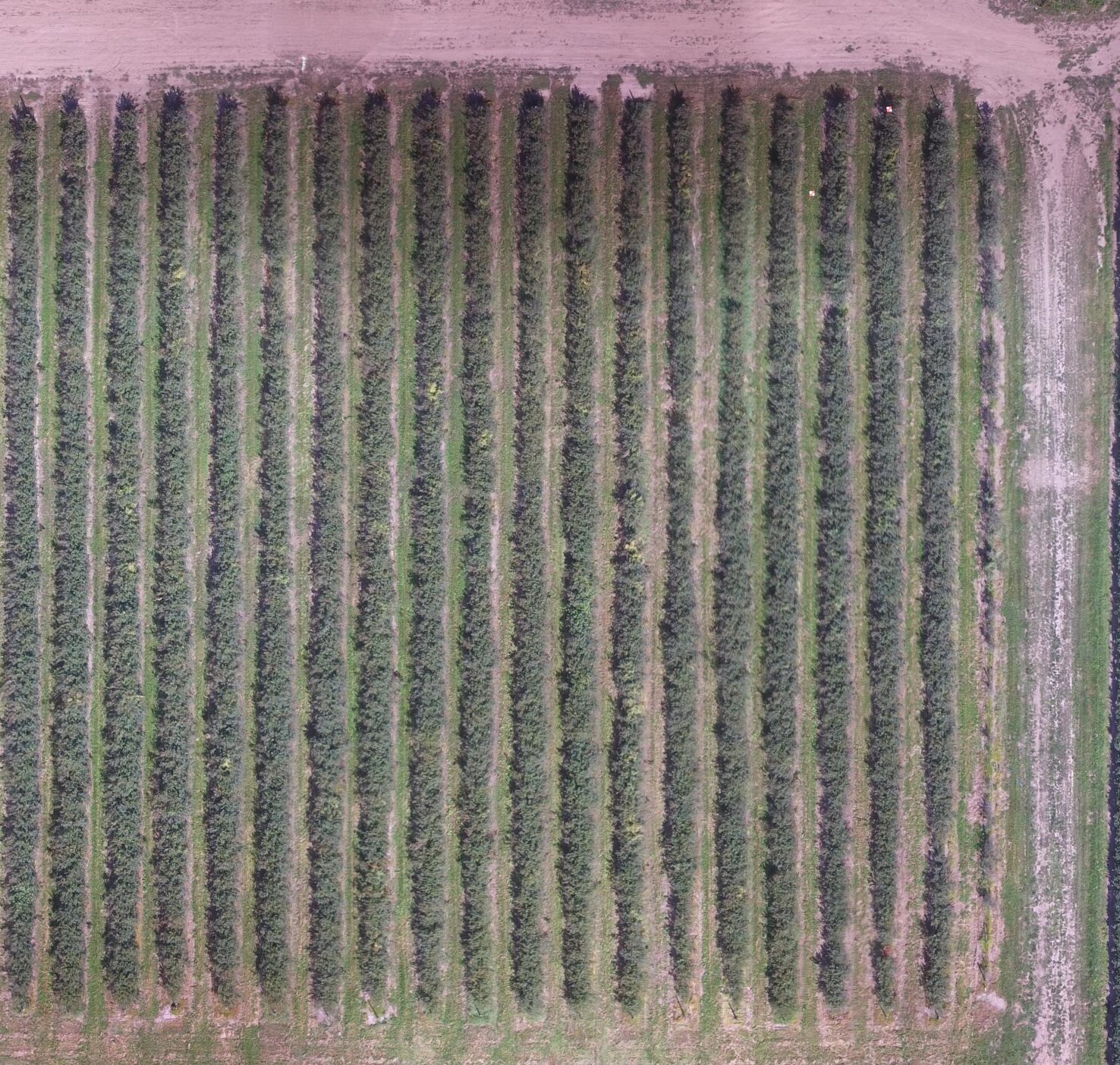 Drone view of a blueberry field